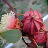 Eucalyptus kingsmillii