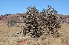 Eucalyptus kingsmillii