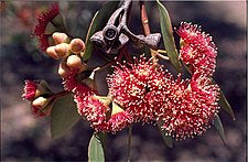 Eucalyptus nutans