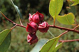 Eucalyptus pachyphylla