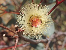 Eucalyptus pachyphylla