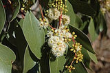 Eucalyptus populnea