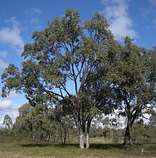 Eucalyptus populnea