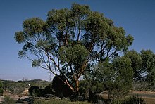 Eucalyptus sargentii