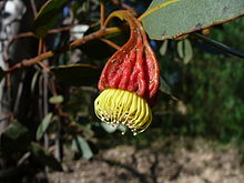 Eucalyptus stoatei