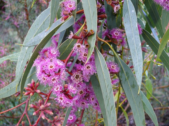 Eucalyptus Albopurpurea