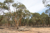 Eucalyptus Behriana