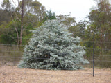 Eucalyptus Cinerea