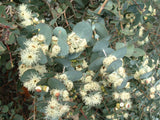 Eucalyptus Cordata