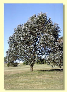 Eucalyptus Crenulata