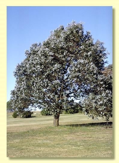 Eucalyptus Crenulata