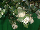 Eucalyptus Crenulata