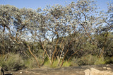 Eucalyptus Crucis