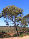 Eucalyptus Dumosa