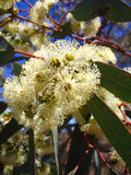 Eucalyptus Dumosa