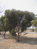 Eucalyptus Eremophila