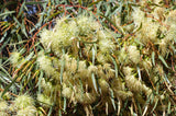 Eucalyptus Eremophila