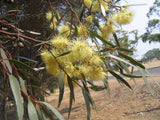 Eucalyptus Eremophila