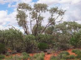 Eucalyptus gamophylla