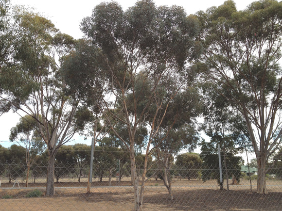 Eucalyptus Gardneri