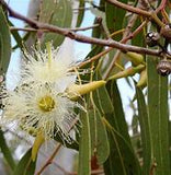 Eucalyptus Gardneri