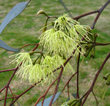 Eucalyptus Gardneri