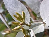 Eucalyptus gillii