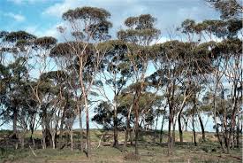 Eucalyptus kondinensis