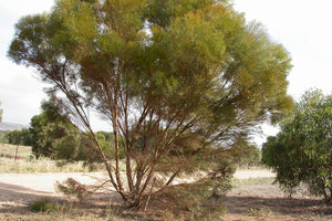 Eucalyptus Leptophylla