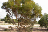 Eucalyptus Leptophylla