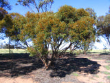 Eucalyptus Leptophylla