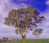 Eucalyptus Melliodora