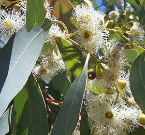 Eucalyptus Melliodora