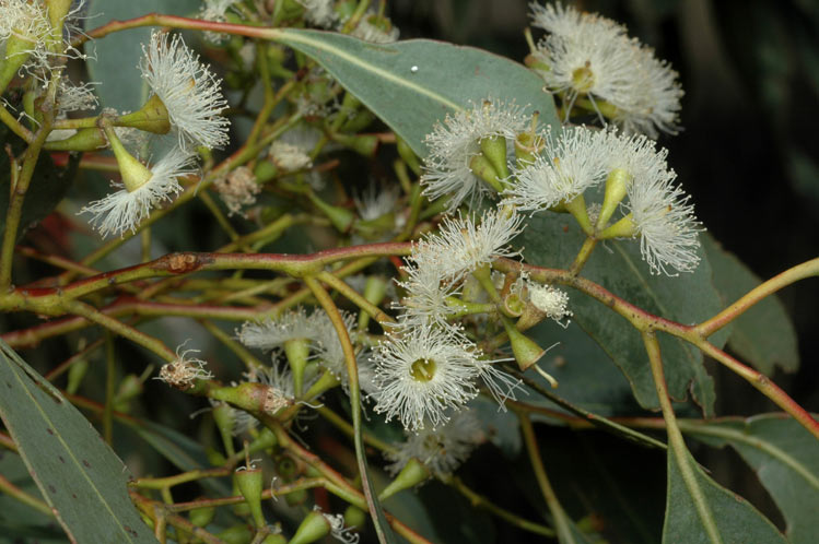 Eucalyptus microcarpa – The Native Shop