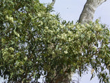 Eucalyptus Microcarpa