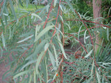 Eucalyptus Nicholii