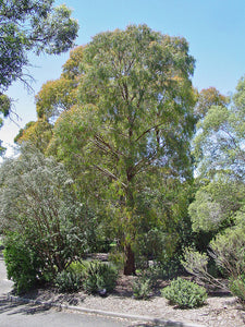 Eucalyptus Nicholii