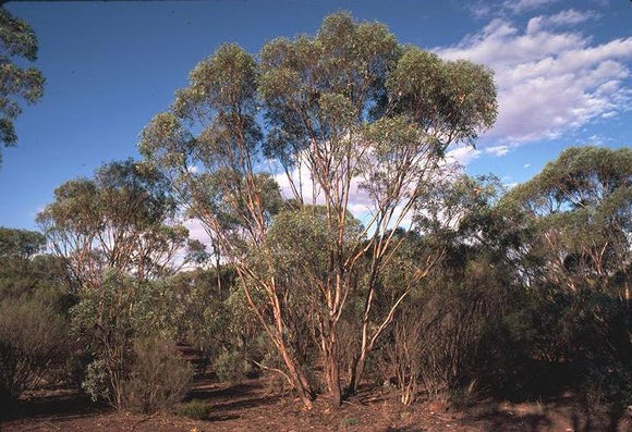 Eucalyptus Polybractea