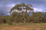 Eucalyptus Porosa