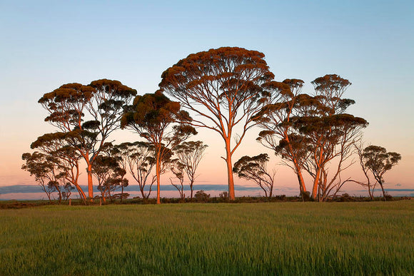 Eucalyptus Salmonophloia