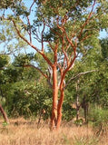 Eucalyptus Salmonophloia