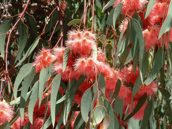 Eucalyptus Sideroxylon Rosea