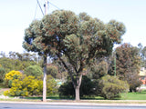 Eucalyptus torquata