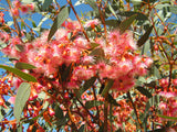 Eucalyptus torquata