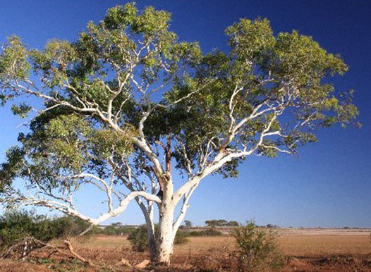 Eucalyptus Victrix