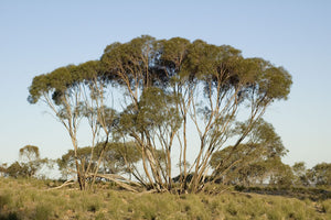 Eucalyptus Viridis