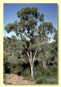 Eucalyptus Wandoo