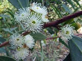 Eucalyptus Porosa