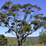 Eucalyptus Porosa