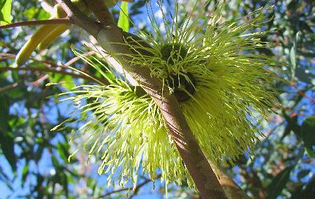 Eucalyptus Conferruminata